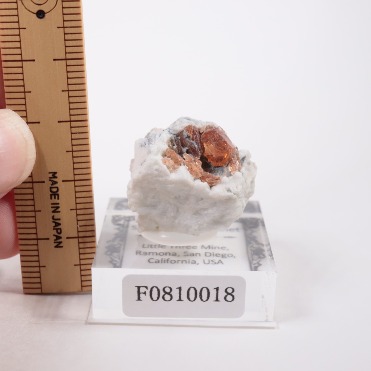 Little Three�ۻ� ���ڥ���ƥ��󥬡��ͥå�