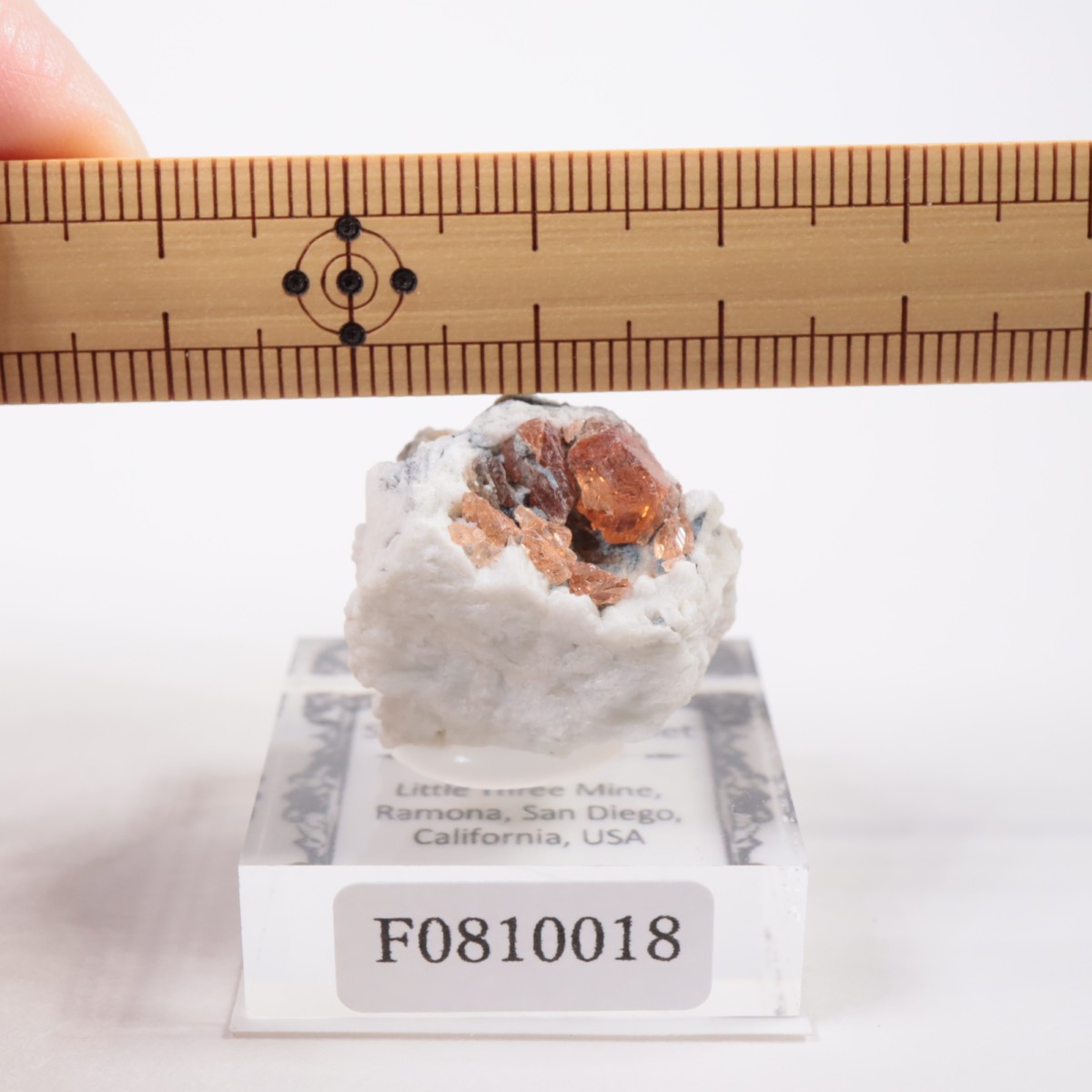 Little Three�ۻ� ���ڥ���ƥ��󥬡��ͥå�