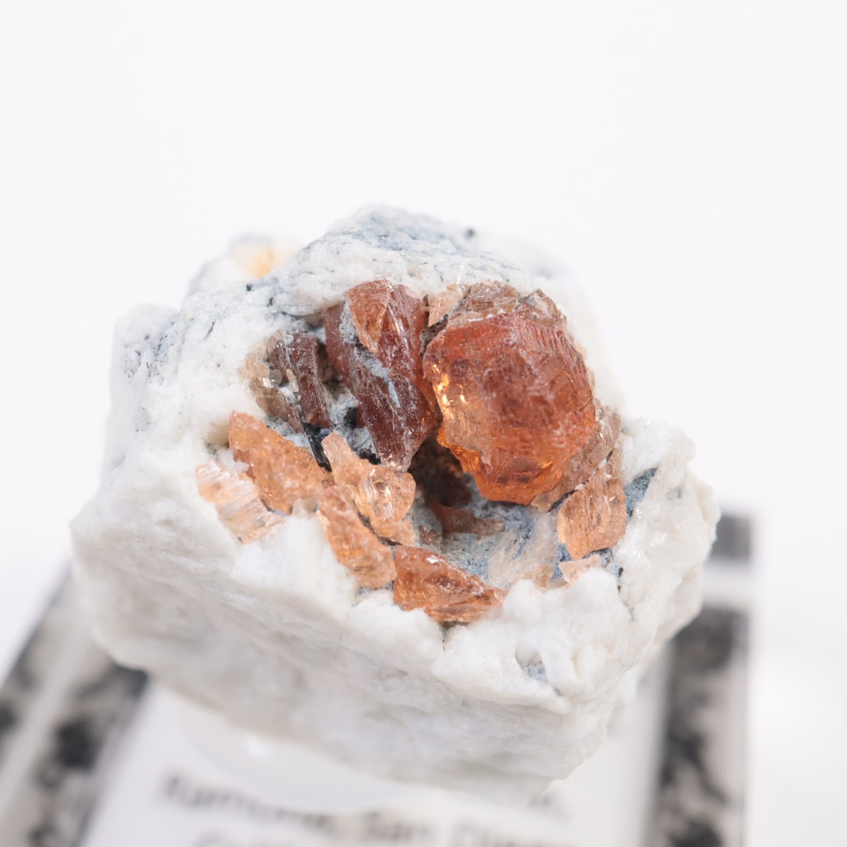 Little Three�ۻ� ���ڥ���ƥ��󥬡��ͥå�