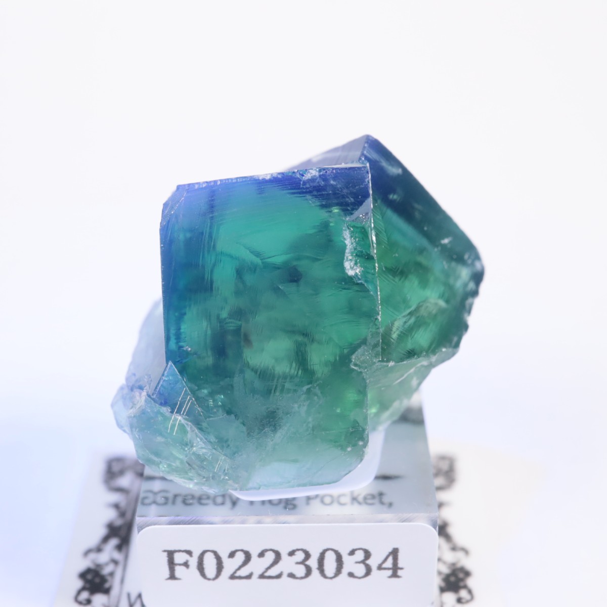 Greedy Hog Pocket ե饤