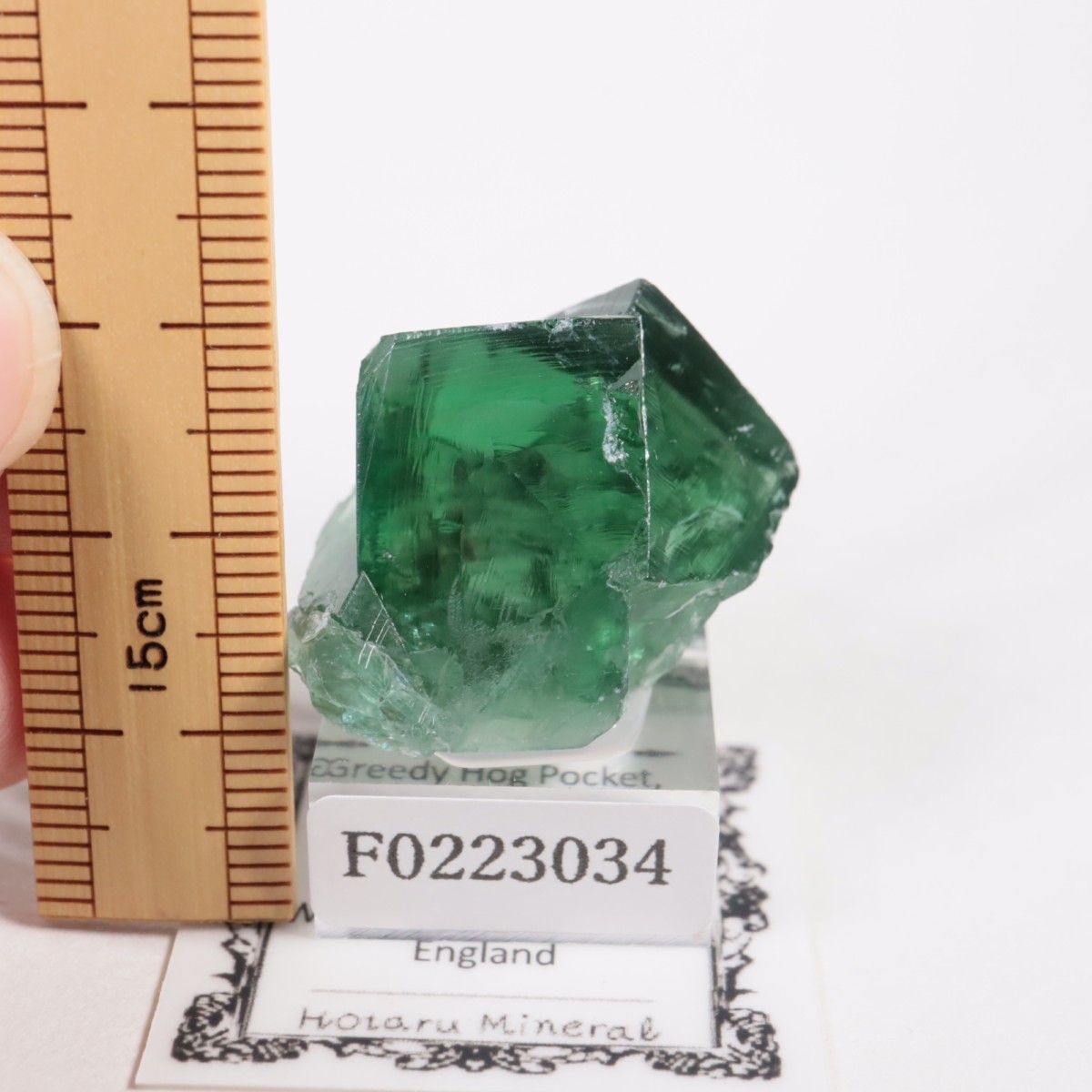 Greedy Hog Pocket ե饤