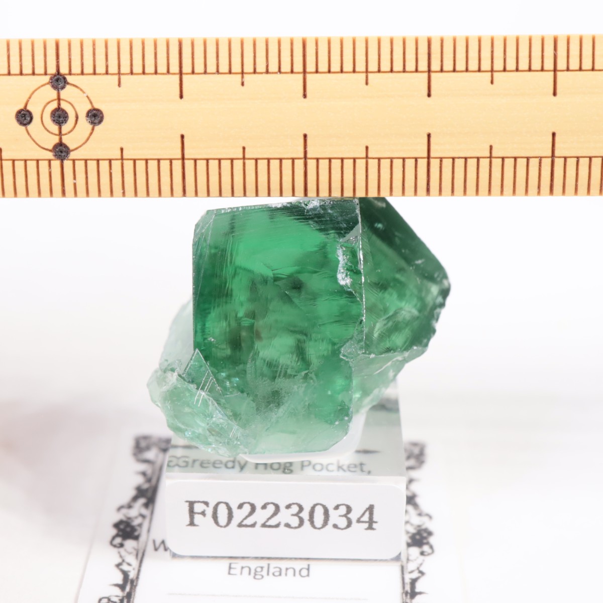 Greedy Hog Pocket ե饤