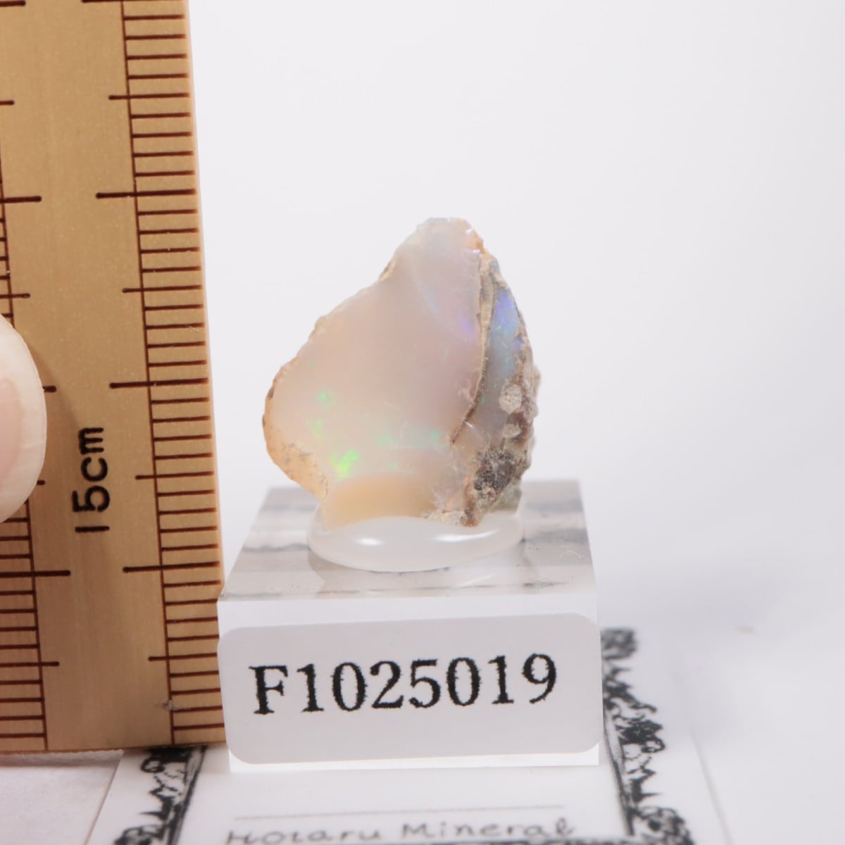 �������ԥ��� ���ѡ���