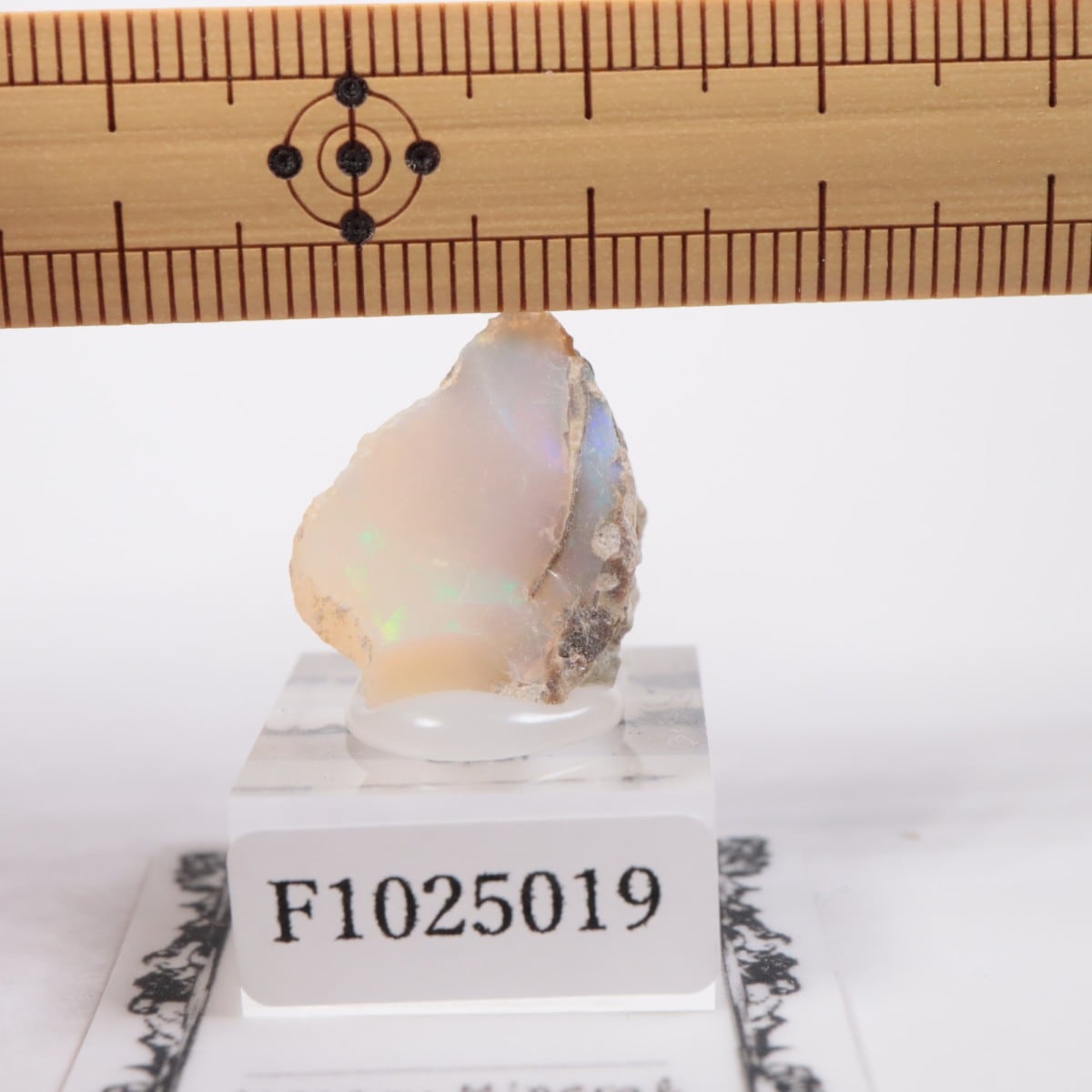 �������ԥ��� ���ѡ���