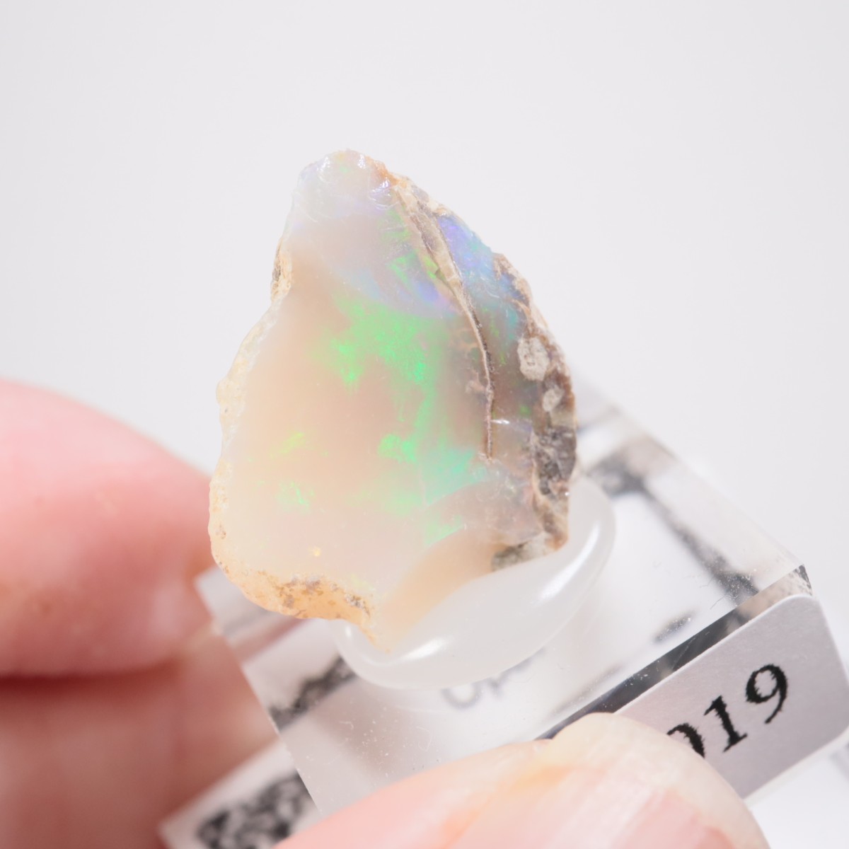 �������ԥ��� ���ѡ���