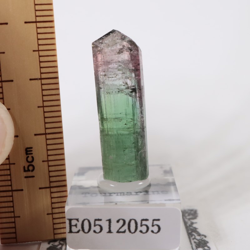 Cruzeiro�ۻ����ȥ�ޥ��