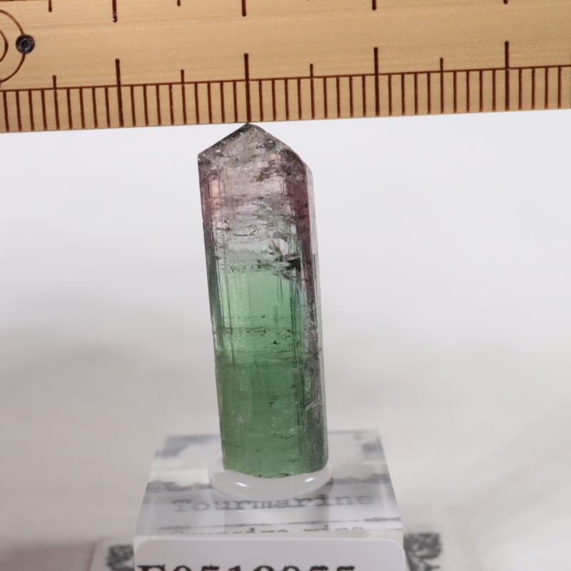 Cruzeiro�ۻ����ȥ�ޥ��