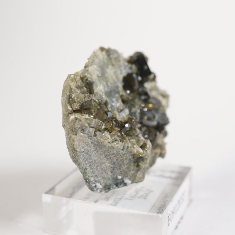 �����ꥢ�� �٥��ӥ��ʥ���