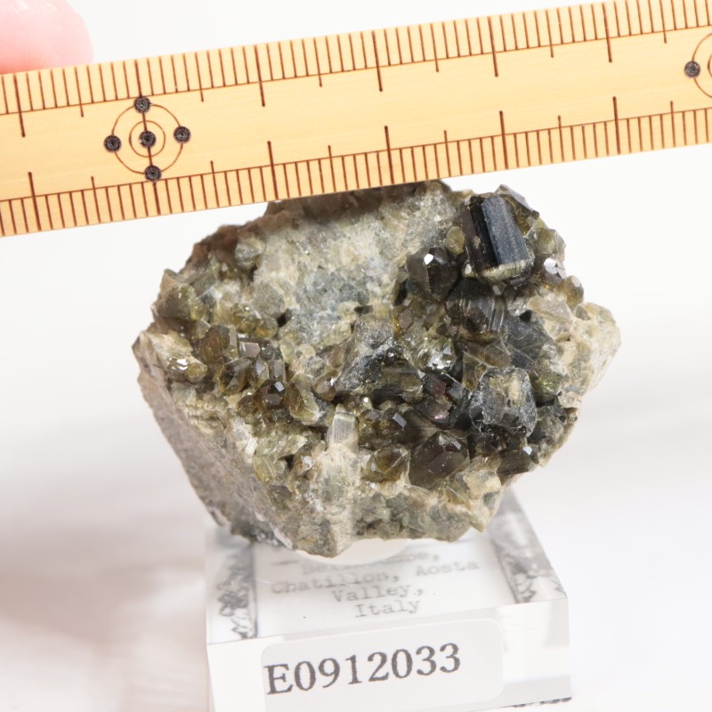 �����ꥢ�� �٥��ӥ��ʥ���