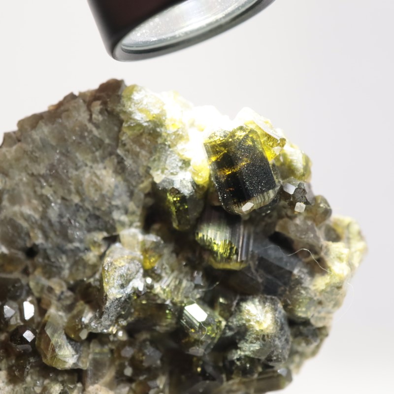 �����ꥢ�� �٥��ӥ��ʥ���