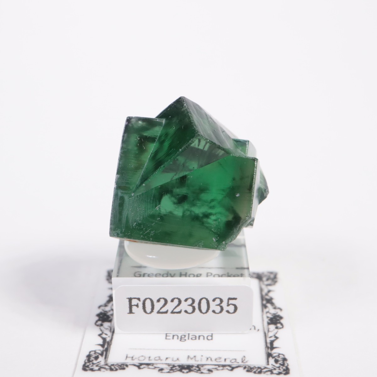 Greedy Hog Pocket �ե����饤��