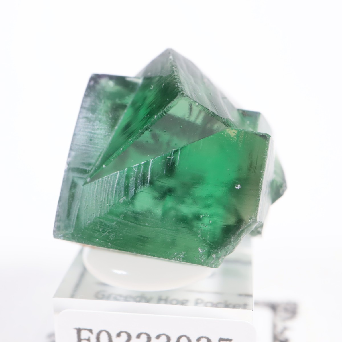 Greedy Hog Pocket �ե����饤��