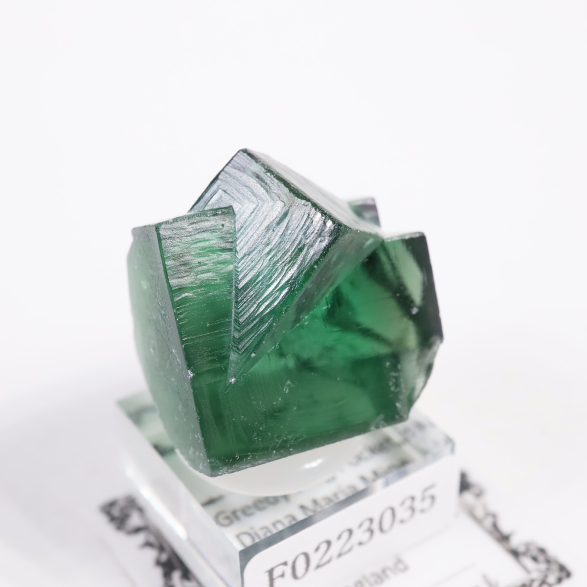 Greedy Hog Pocket �ե����饤��