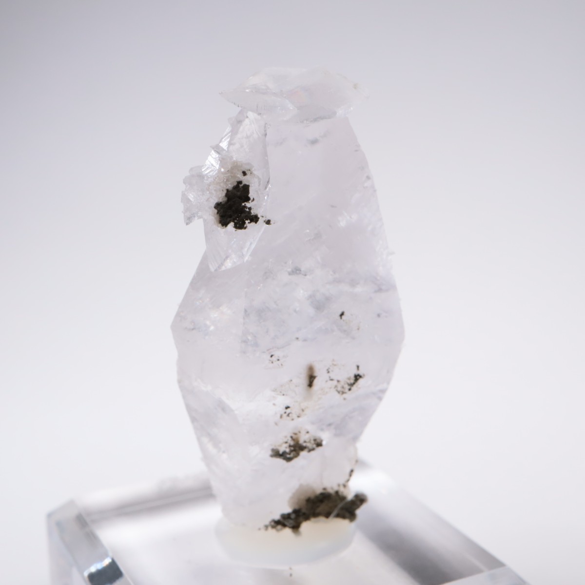 ����ͥ��륹���� ���륵����