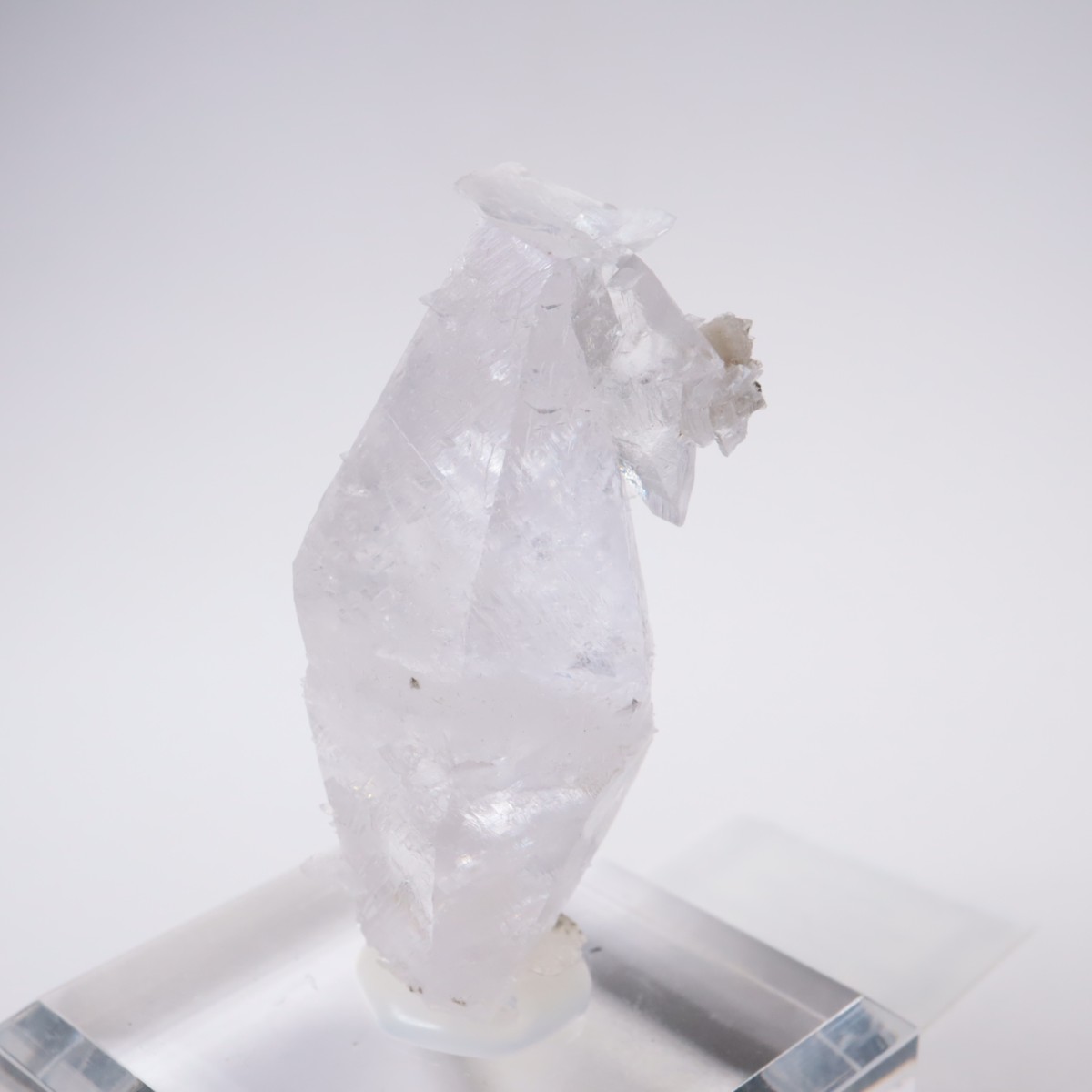 ����ͥ��륹���� ���륵����