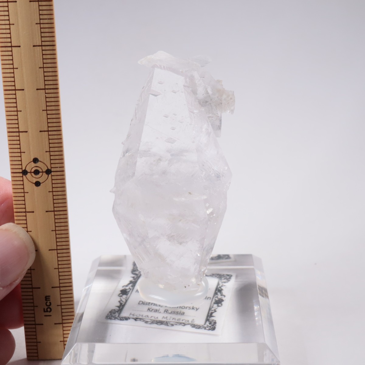 ����ͥ��륹���� ���륵����