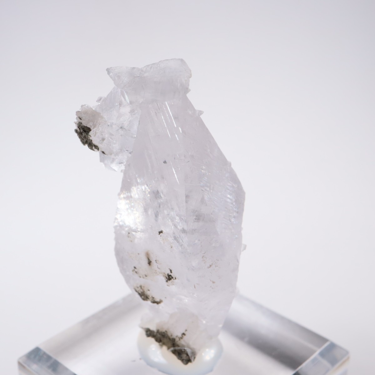 ����ͥ��륹���� ���륵����