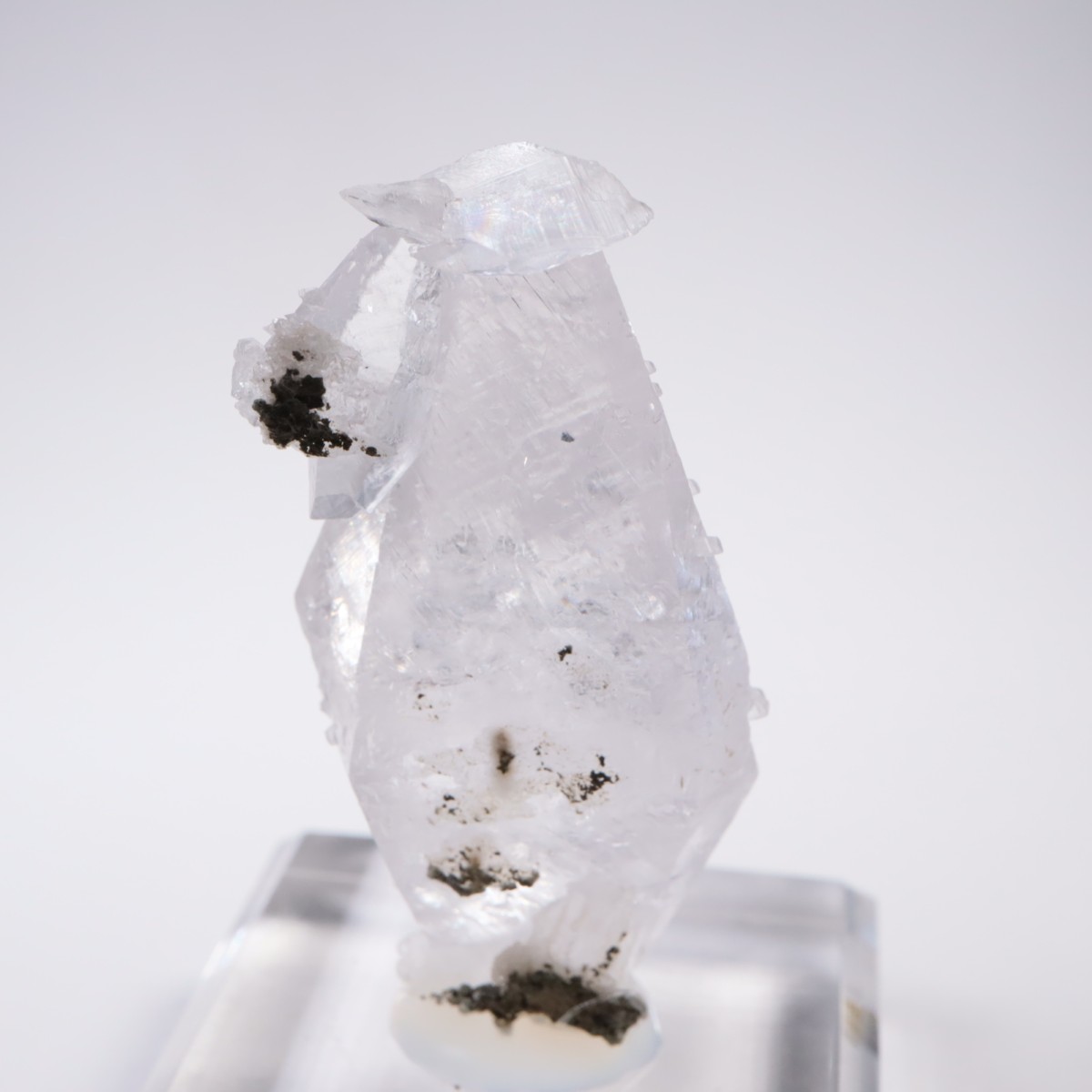 ����ͥ��륹���� ���륵����