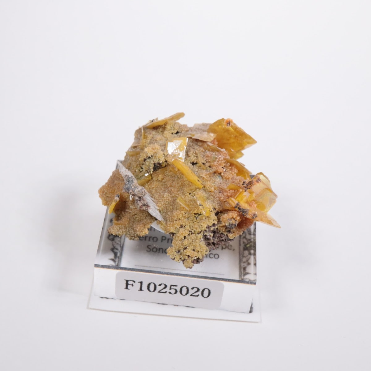 San Francisco�ۻ� ����ե��ʥ���