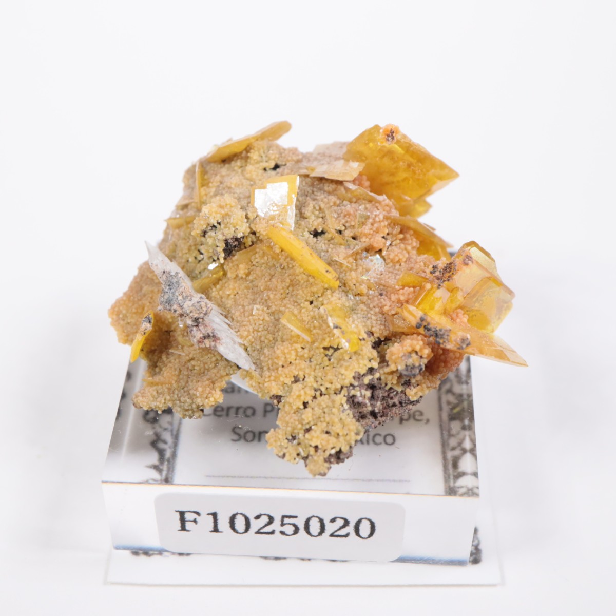 San Francisco�ۻ� ����ե��ʥ���