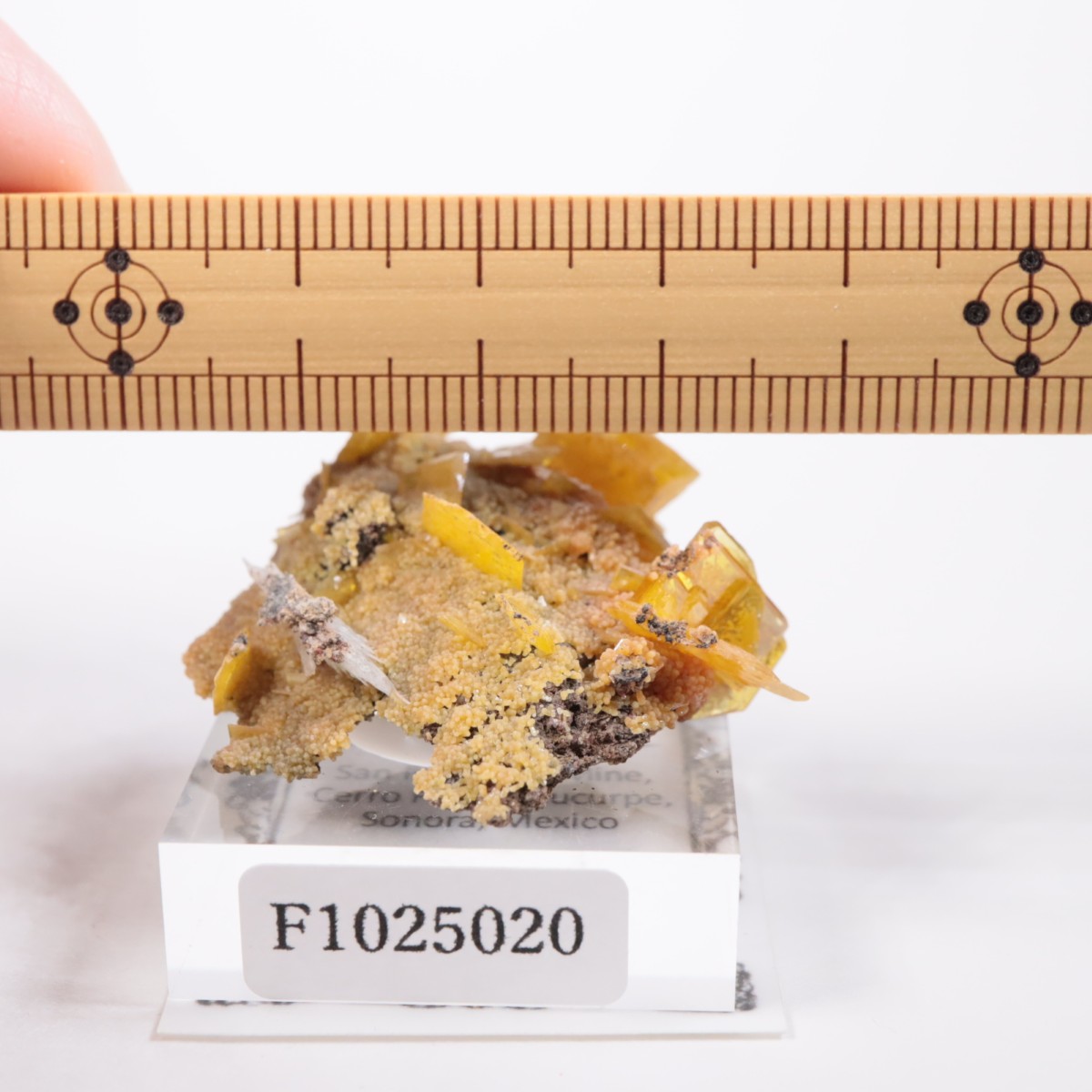 San Francisco�ۻ� ����ե��ʥ���