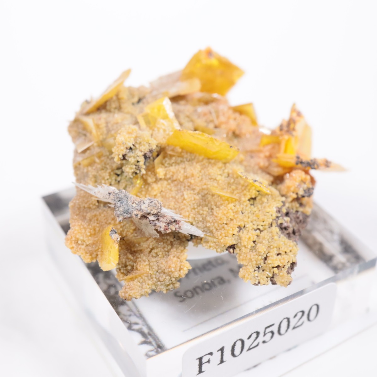 San Francisco�ۻ� ����ե��ʥ���