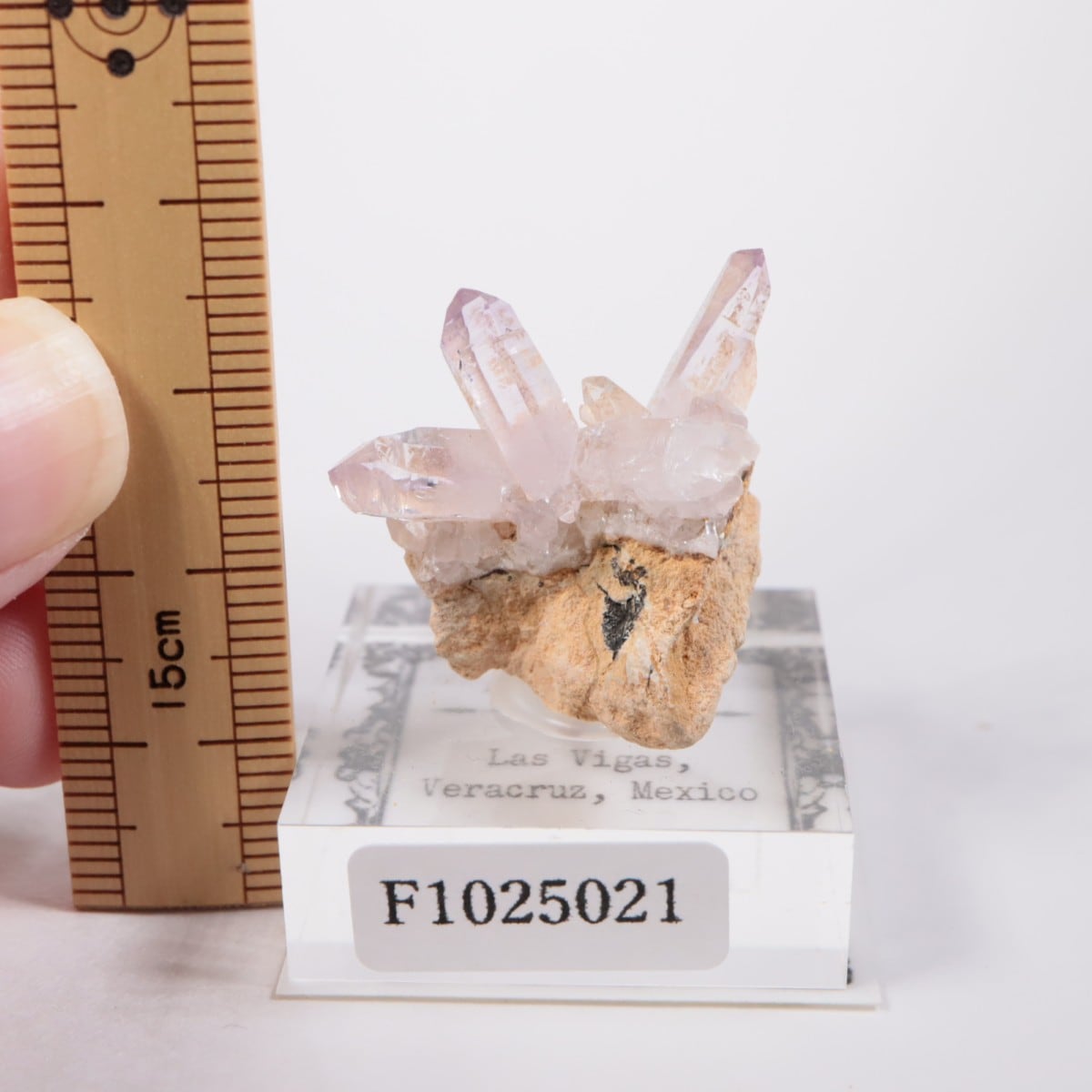 �٥饯�륹�� ���᥷����