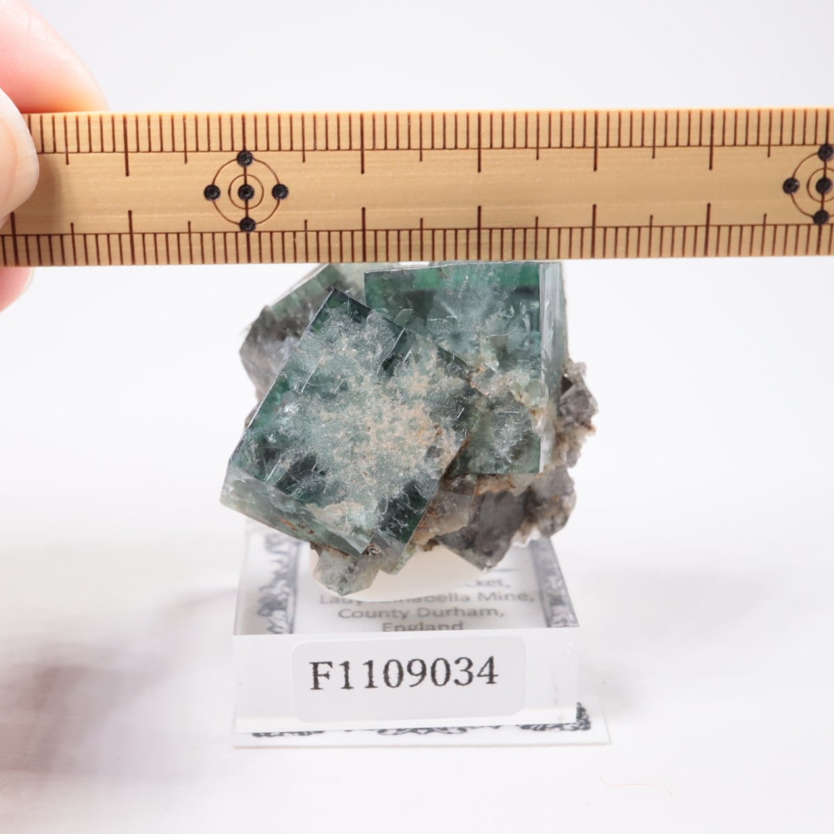 Fairy Holes Pocket�� �ե����饤��