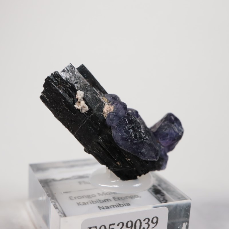 �ʥߥӥ��������С����硼��