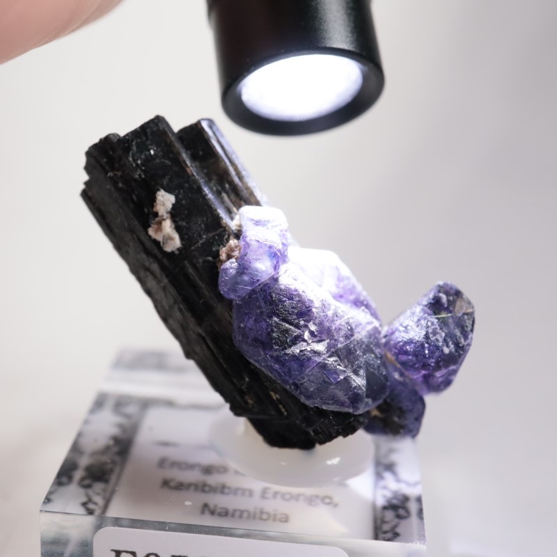 �ʥߥӥ��������С����硼��