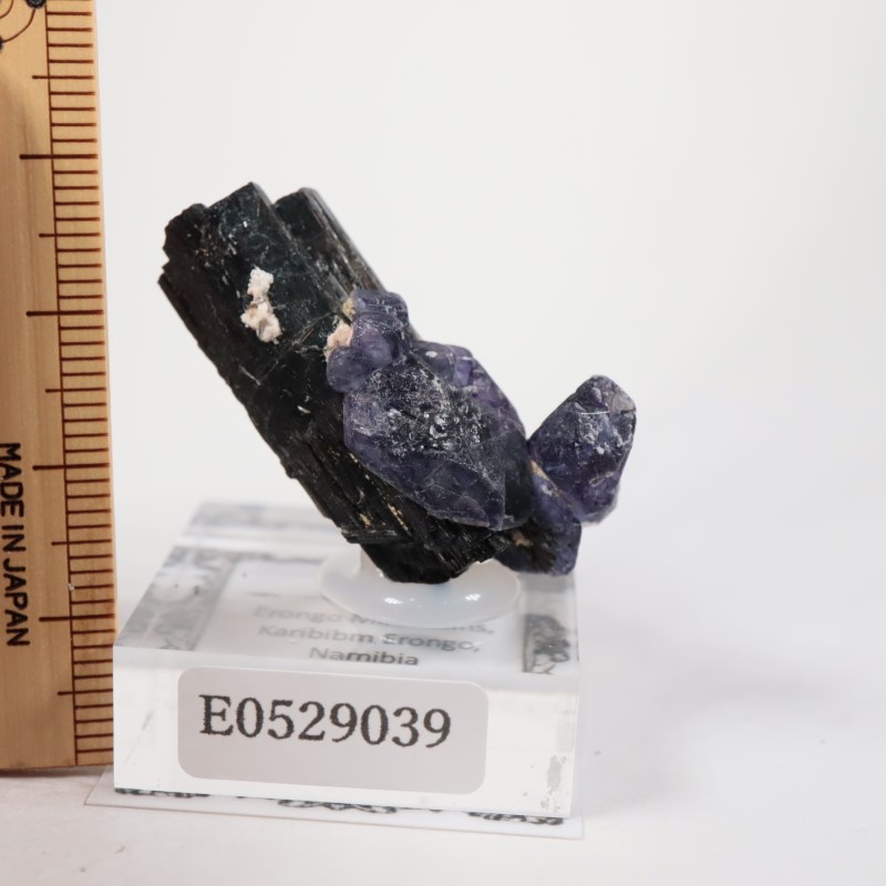 �ʥߥӥ��������С����硼��