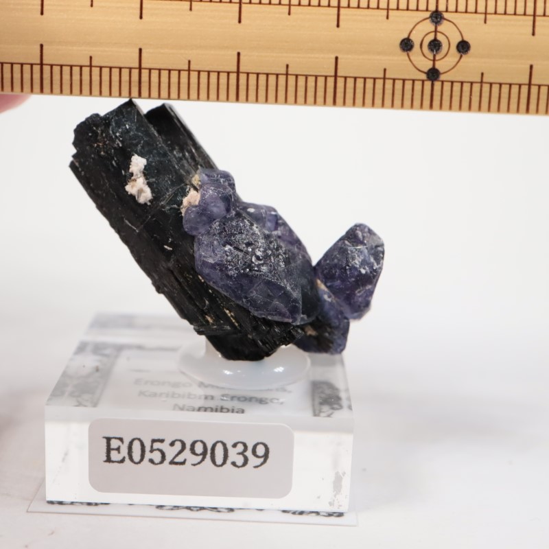 �ʥߥӥ��������С����硼��