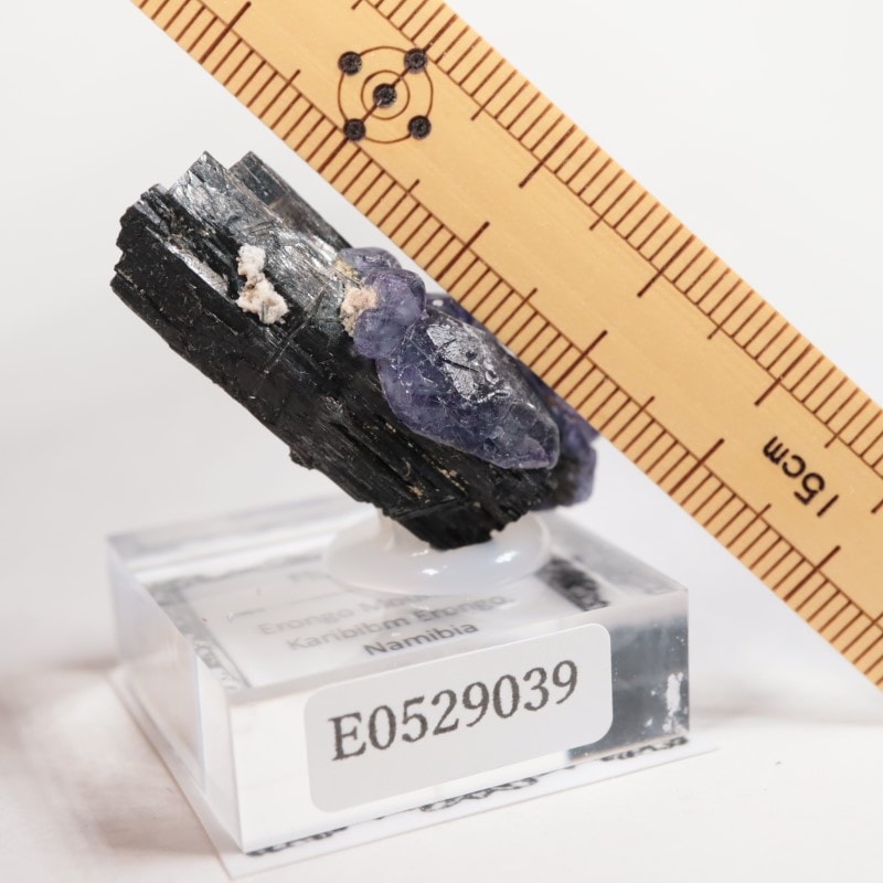 �ʥߥӥ��������С����硼��