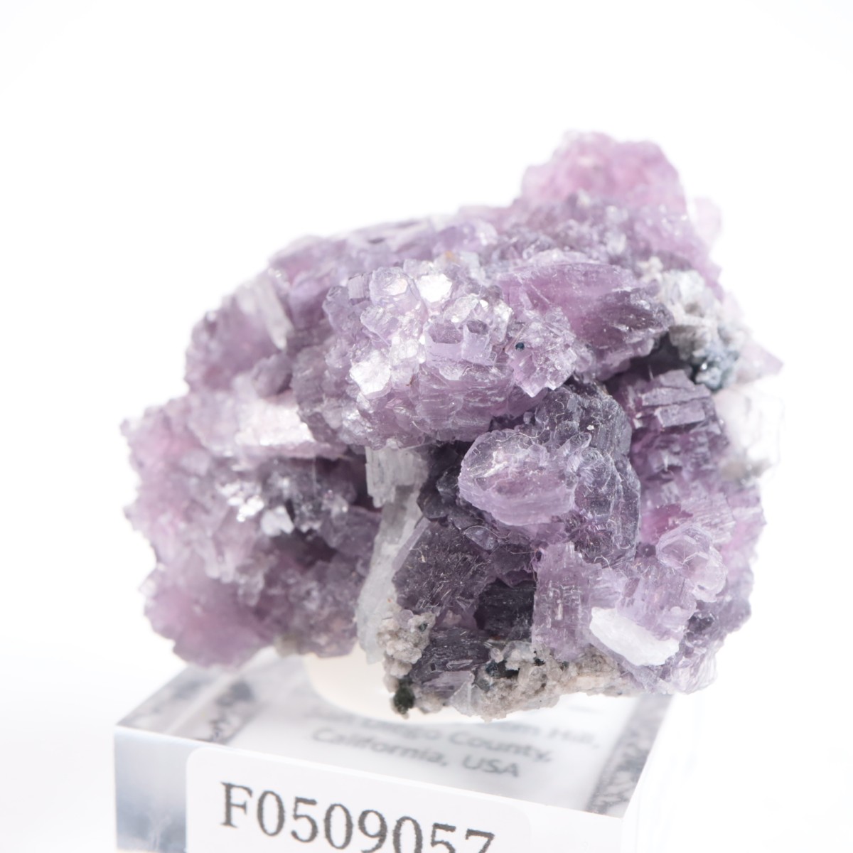 K.C.S.D�ۻ� ��ԥɥ饤�ȱ��졢���꡼�֥�������