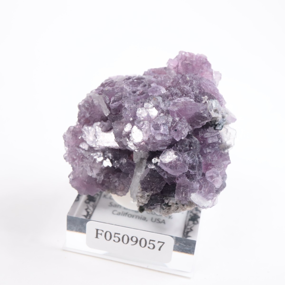 K.C.S.D�ۻ� ��ԥɥ饤�ȱ��졢���꡼�֥�������