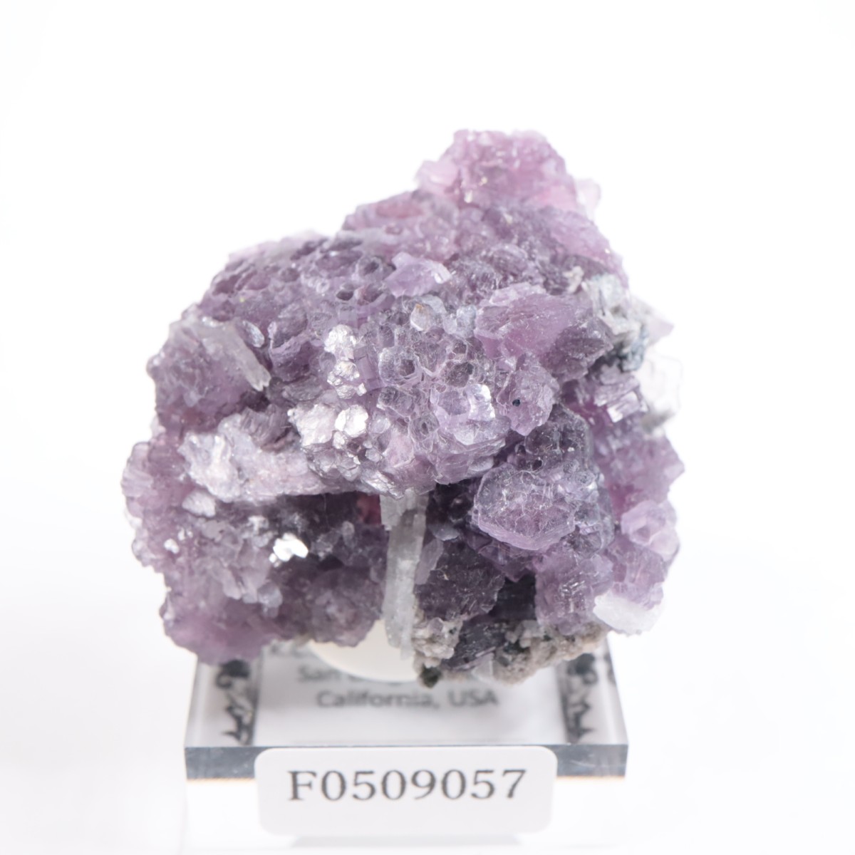 K.C.S.D�ۻ� ��ԥɥ饤�ȱ��졢���꡼�֥�������