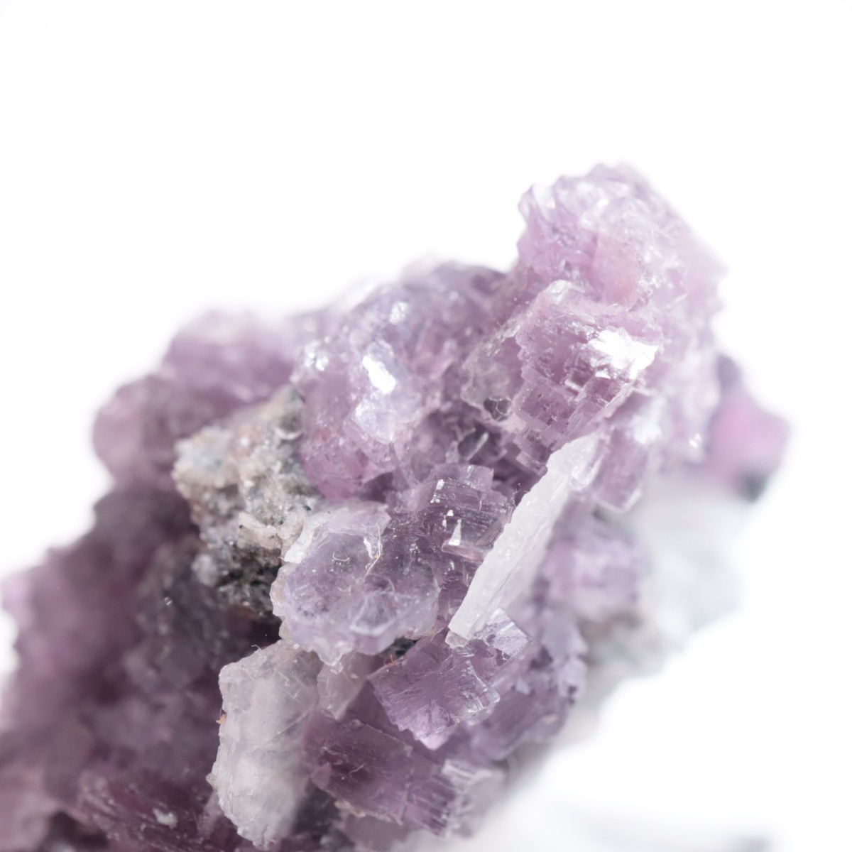 K.C.S.D�ۻ� ��ԥɥ饤�ȱ��졢���꡼�֥�������