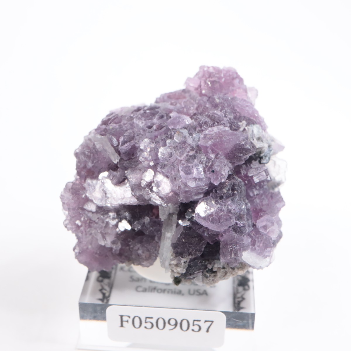 K.C.S.D�ۻ� ��ԥɥ饤�ȱ��졢���꡼�֥�������