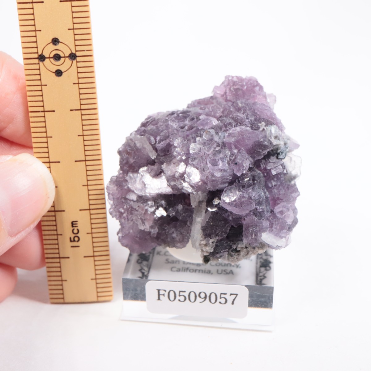 K.C.S.D�ۻ� ��ԥɥ饤�ȱ��졢���꡼�֥�������