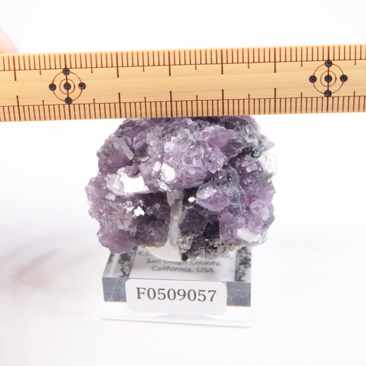 K.C.S.D�ۻ� ��ԥɥ饤�ȱ��졢���꡼�֥�������