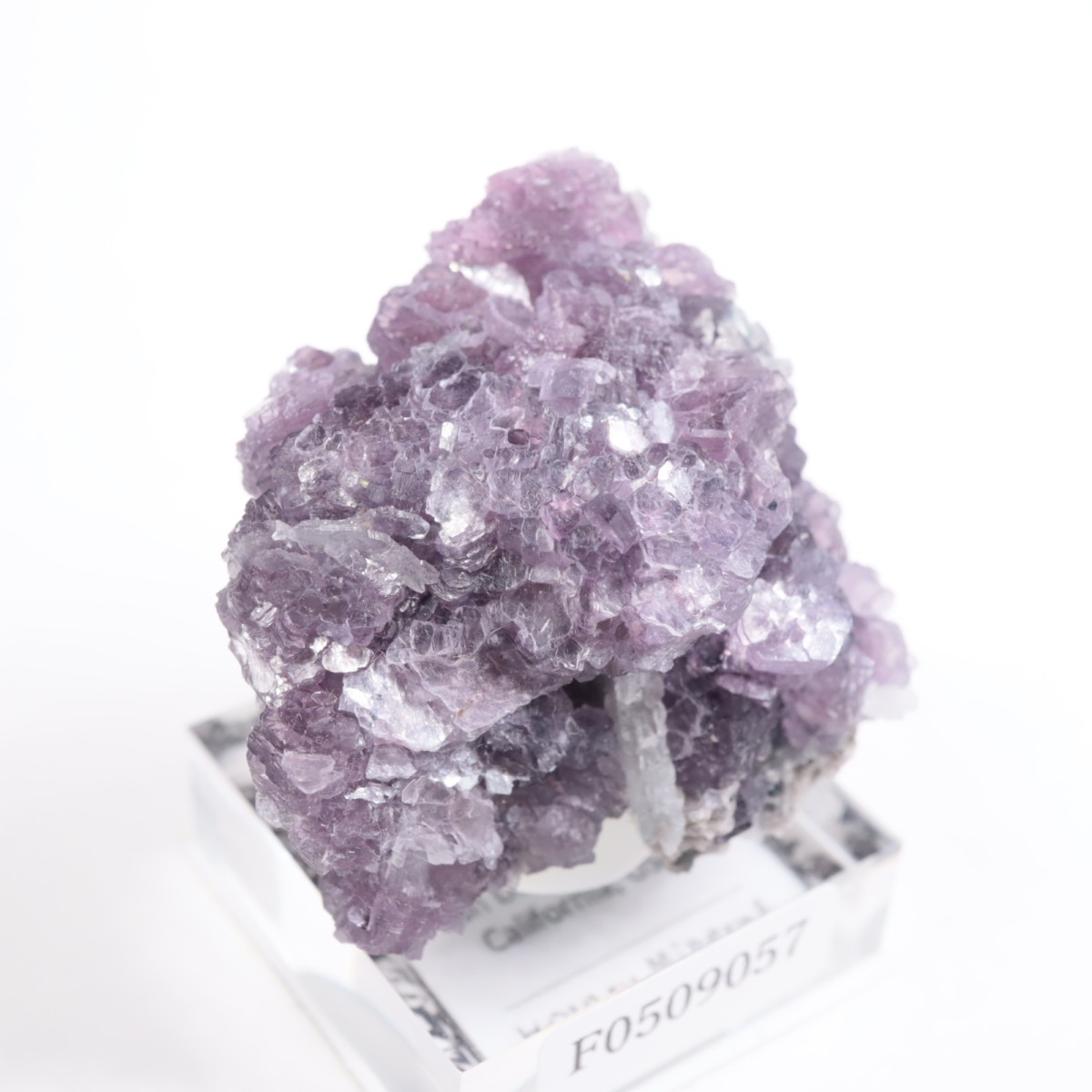 K.C.S.D�ۻ� ��ԥɥ饤�ȱ��졢���꡼�֥�������