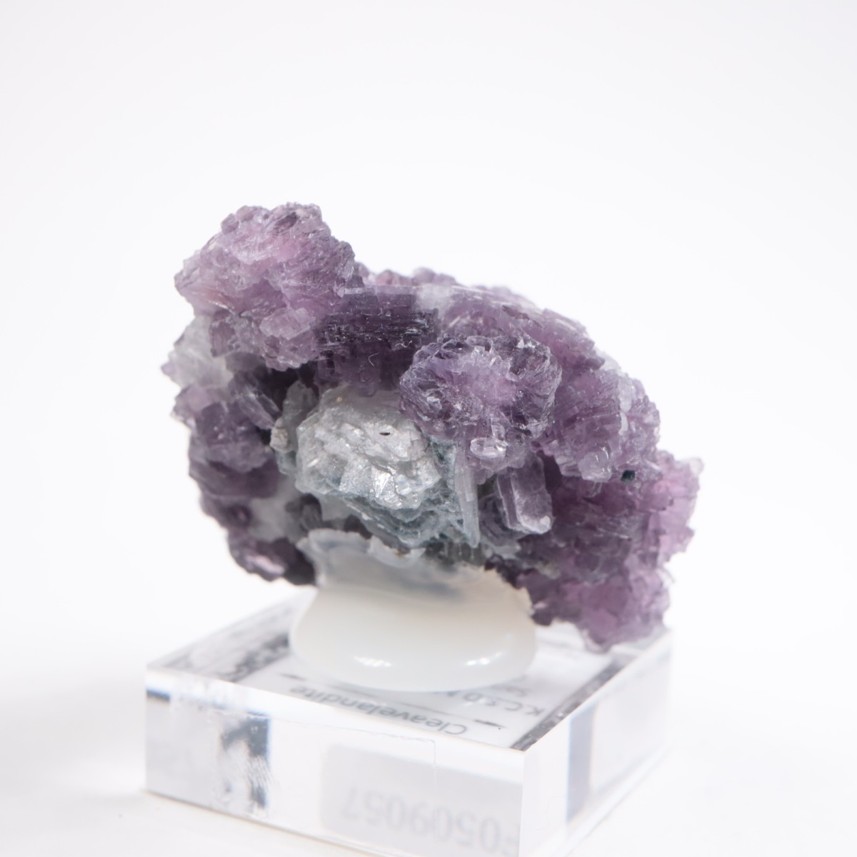 K.C.S.D�ۻ� ��ԥɥ饤�ȱ��졢���꡼�֥�������