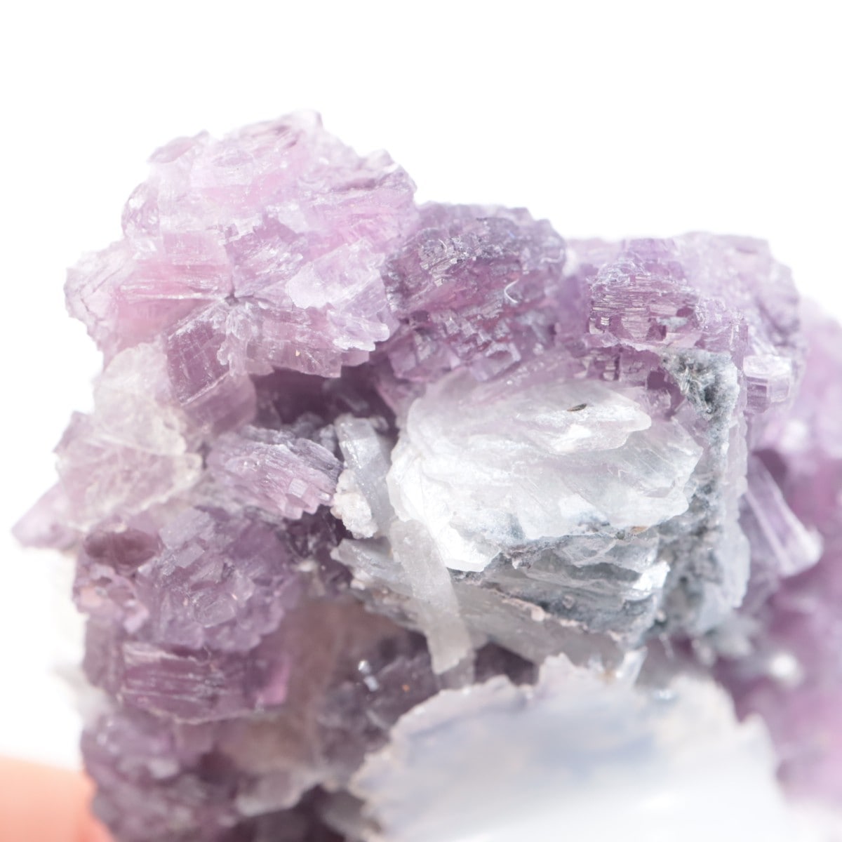 K.C.S.D�ۻ� ��ԥɥ饤�ȱ��졢���꡼�֥�������