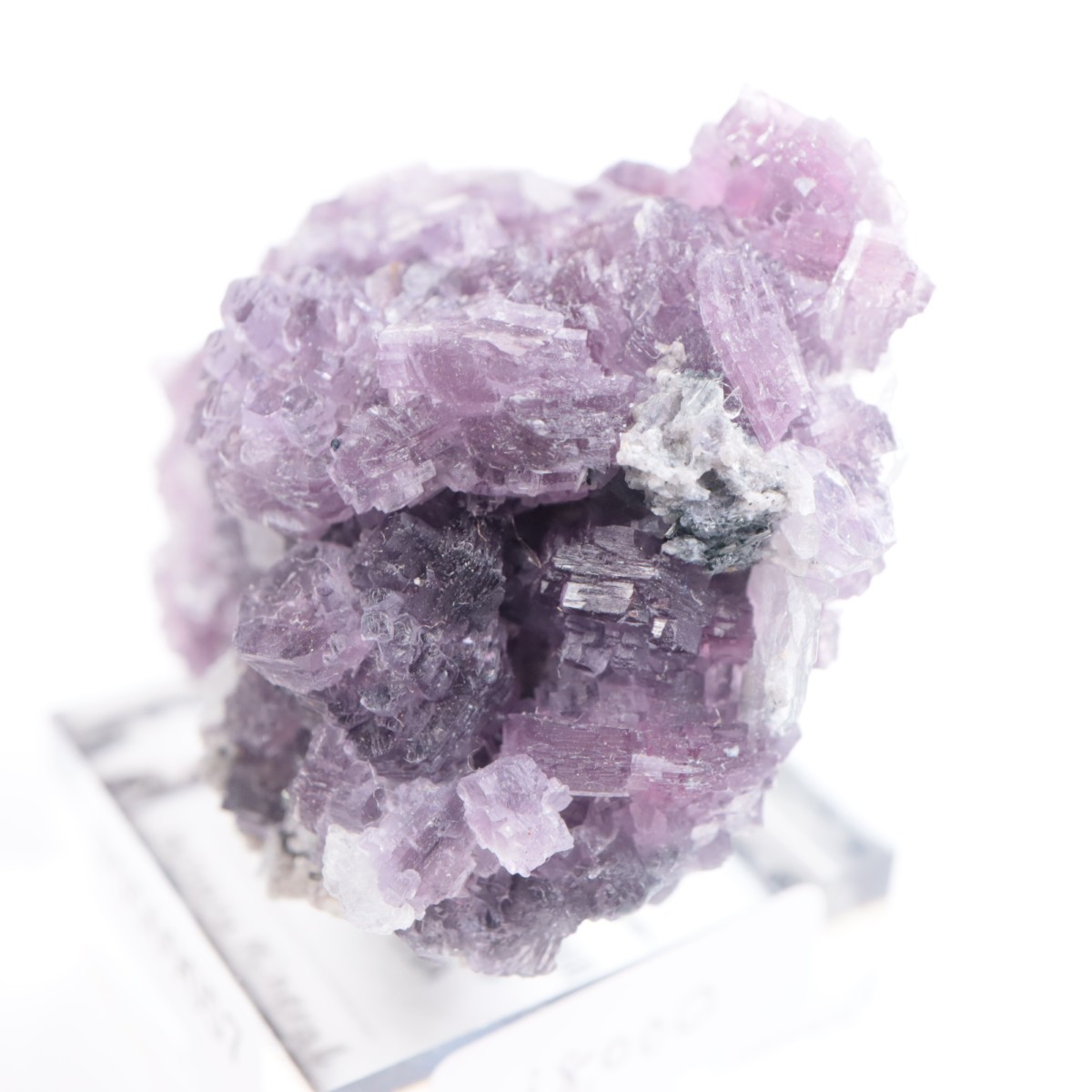 K.C.S.D�ۻ� ��ԥɥ饤�ȱ��졢���꡼�֥�������