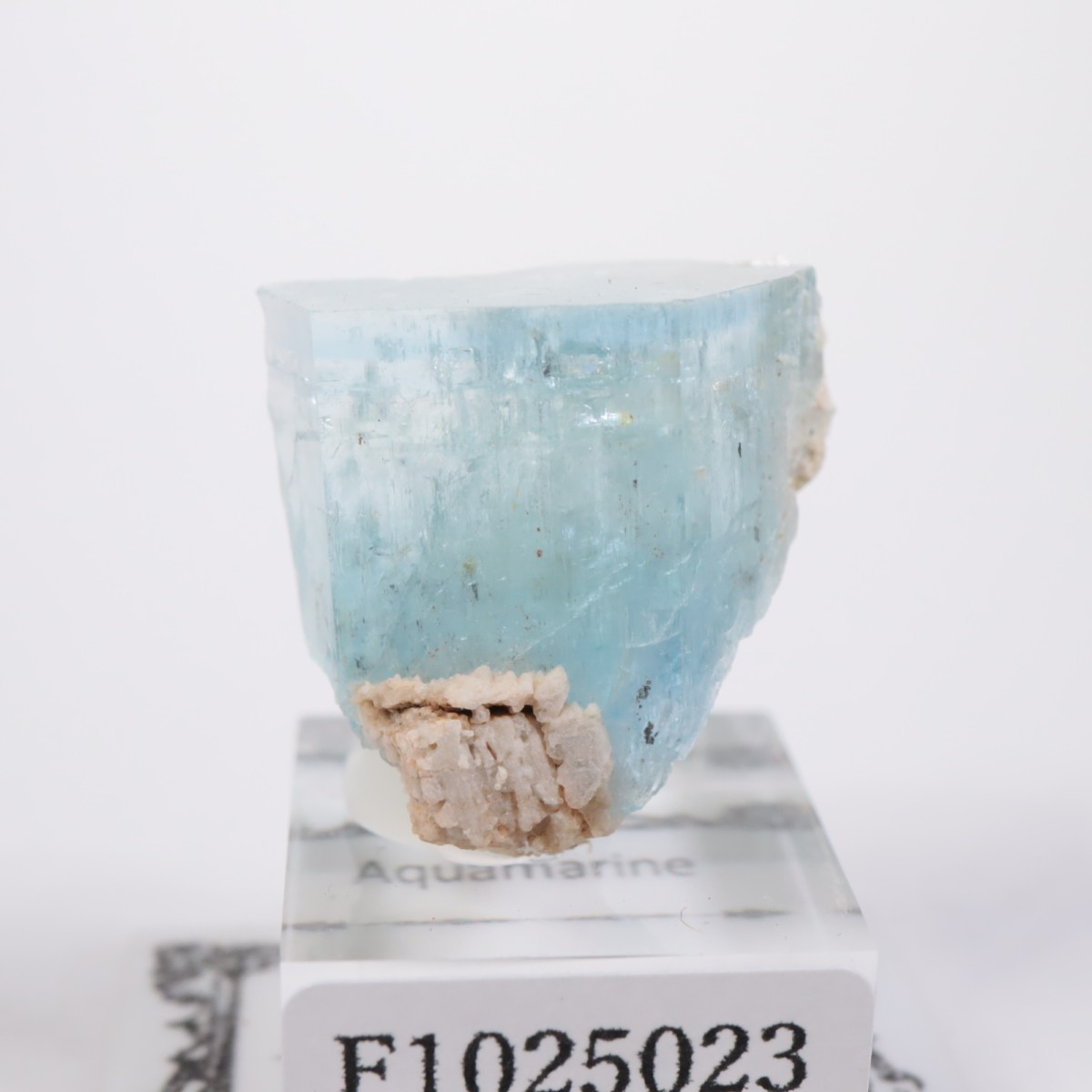 �����󥴹ۻ� �������ޥ��