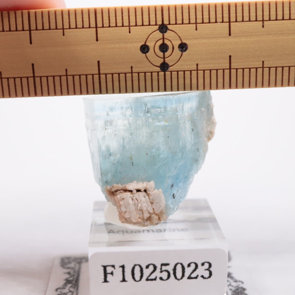 �����󥴹ۻ� �������ޥ��