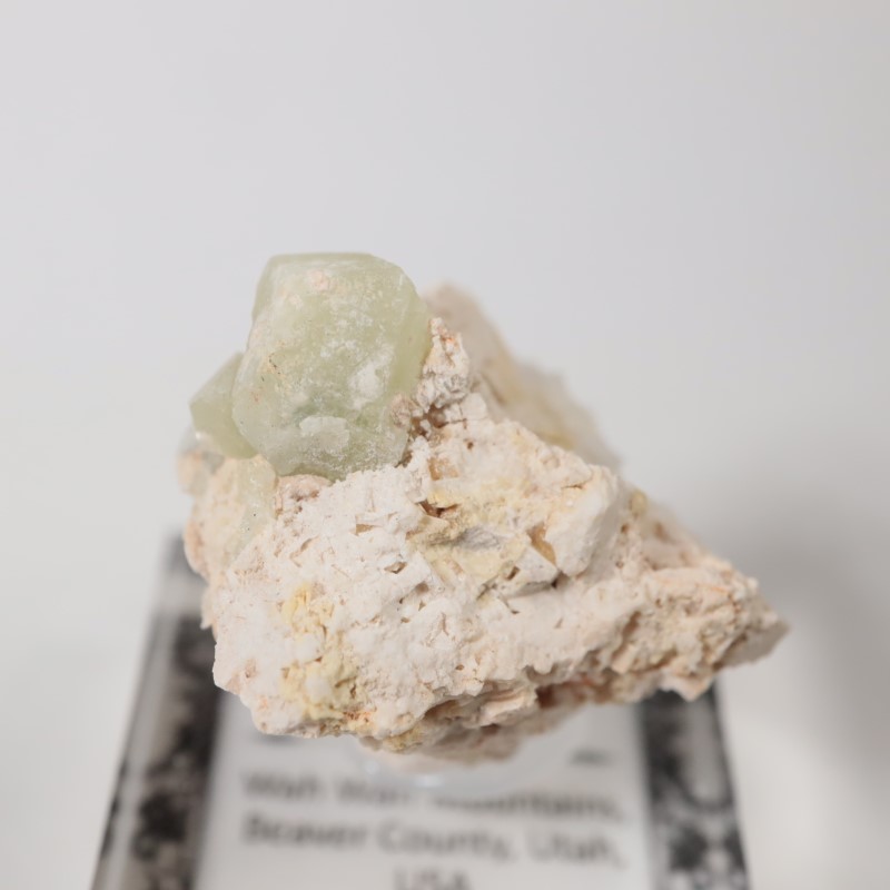 Wha Wha�ۻ�����������顼�����ͥå�