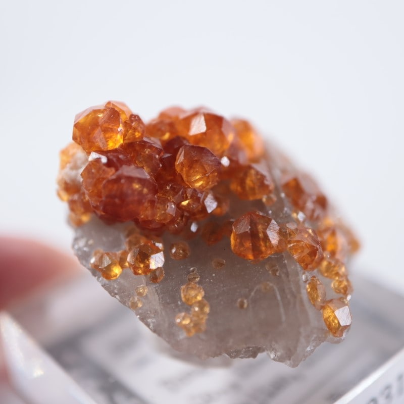 スペサルティンガーネット　イタリア産　ラベル有り スペサルティンガーネット イタリア産 ラベル有り スペサル