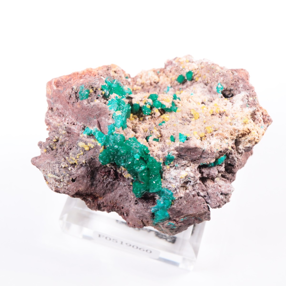 ���󥴻� �������ץơ���