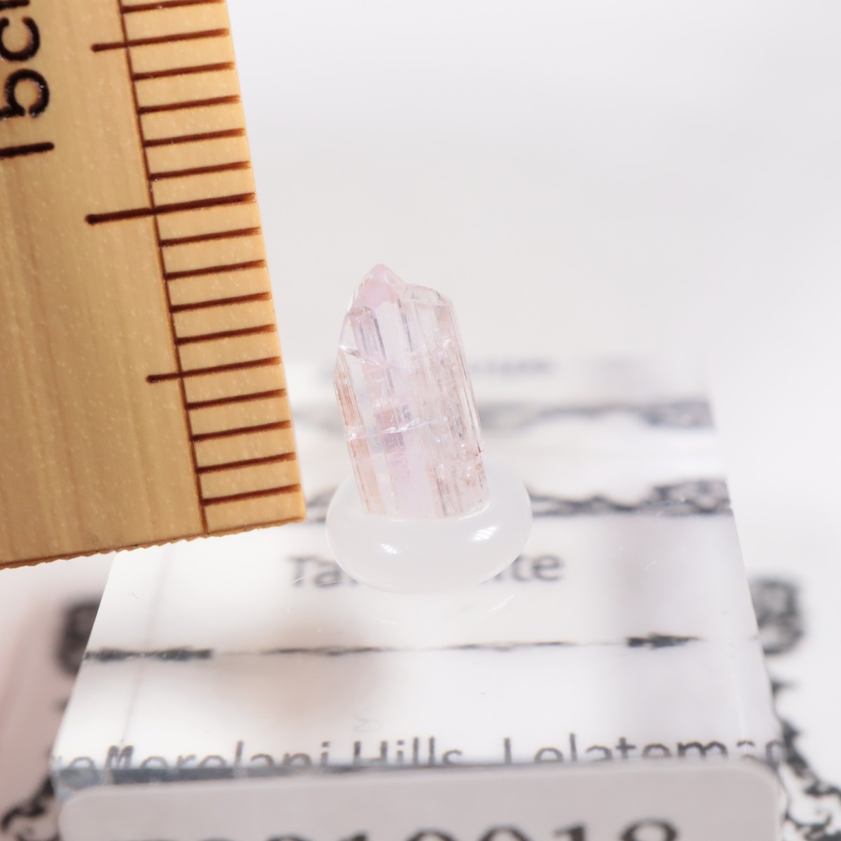 ����˥ҥ륺�� ���󥶥ʥ���